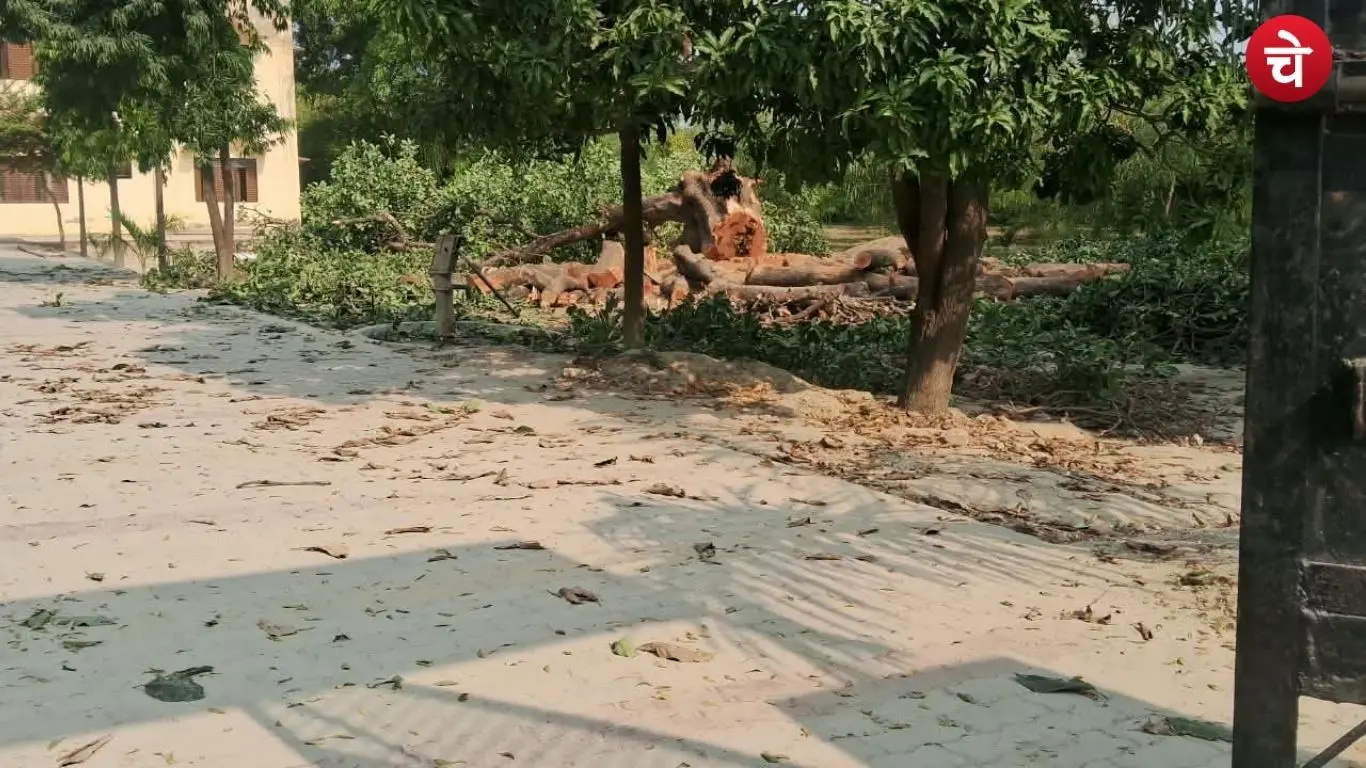 A large mahua tree was cut down on the premises of the Girls' Inter College located at Izura Mor in Fatehpur